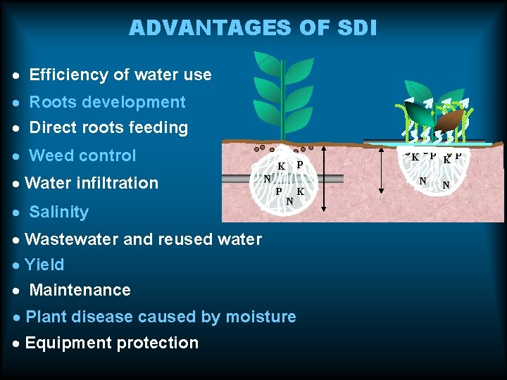 ADVANTAGES OF SDI · Efficiency of water use · Roots development · Direct roots ADVANTAGES OF SDI · Efficiency of water use · Roots development · Direct roots