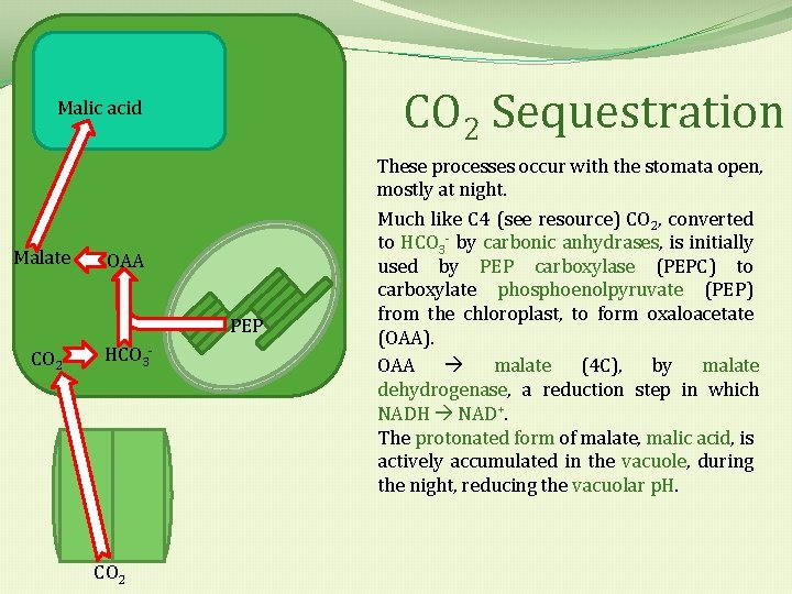 CO 2 Sequestration Malic acid Malate OAA PEP CO 2 HCO 3 - CO