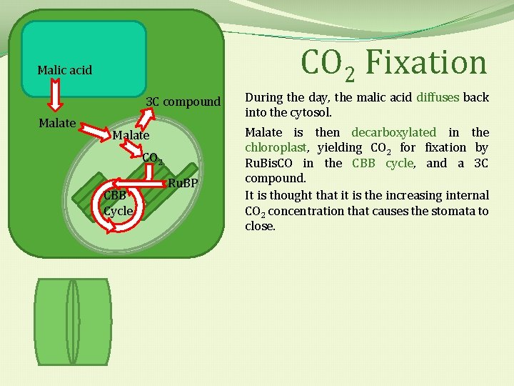 CO 2 Fixation Malic acid 3 C compound Malate CO 2 CBB Cycle Ru.