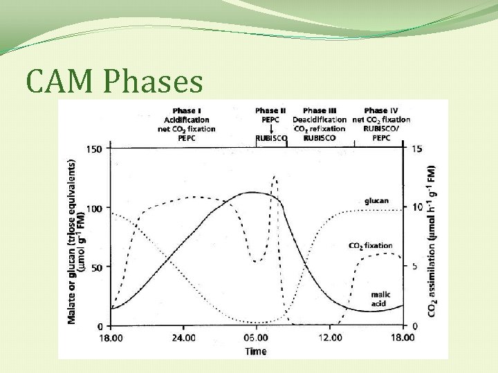 CAM Phases 