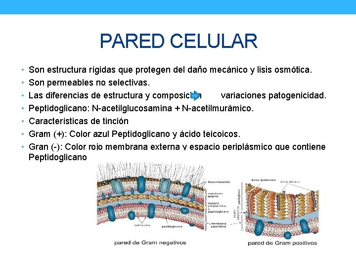 PARED CELULAR • Son estructura rígidas que protegen del daño mecánico y lisis osmótica.