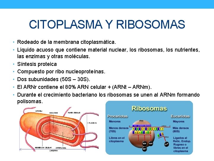 CITOPLASMA Y RIBOSOMAS • Rodeado de la membrana citoplasmática. • Liquido acuoso que contiene