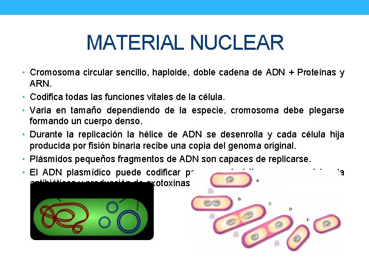 MATERIAL NUCLEAR • Cromosoma circular sencillo, haploide, doble cadena de ADN + Proteínas y