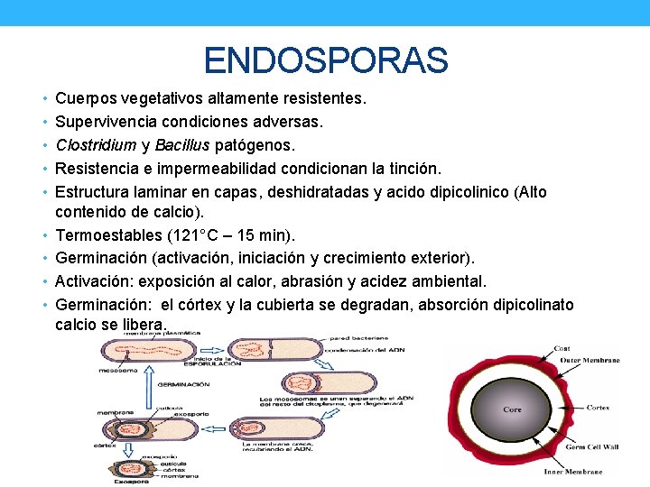 ENDOSPORAS • Cuerpos vegetativos altamente resistentes. • Supervivencia condiciones adversas. • Clostridium y Bacillus
