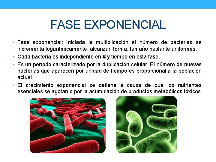 FASE EXPONENCIAL • Fase exponencial: Iniciada la multiplicación el número de bacterias se incrementa