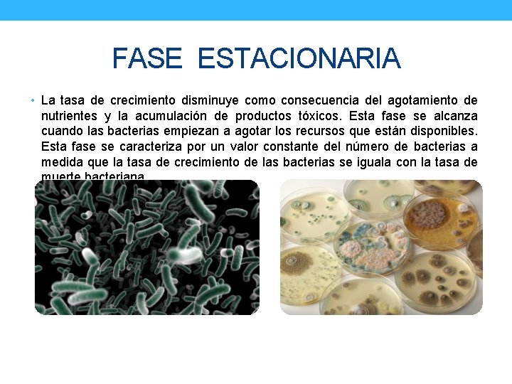 FASE ESTACIONARIA • La tasa de crecimiento disminuye como consecuencia del agotamiento de nutrientes