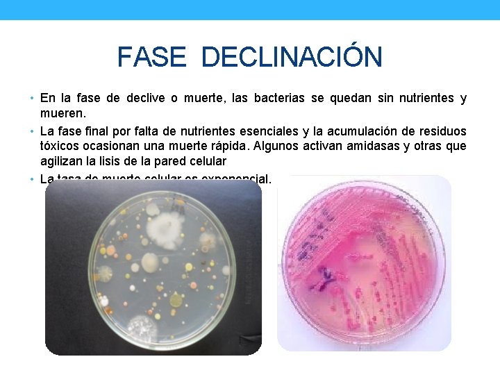 FASE DECLINACIÓN • En la fase de declive o muerte, las bacterias se quedan