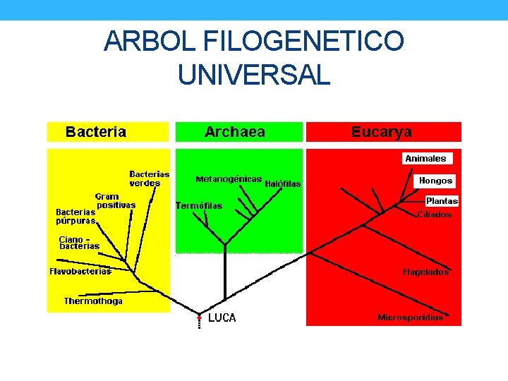 ARBOL FILOGENETICO UNIVERSAL 