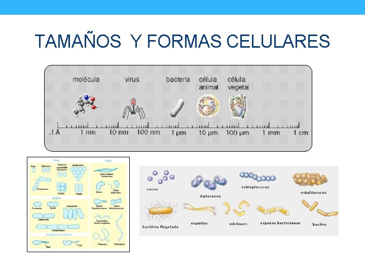 TAMAÑOS Y FORMAS CELULARES 