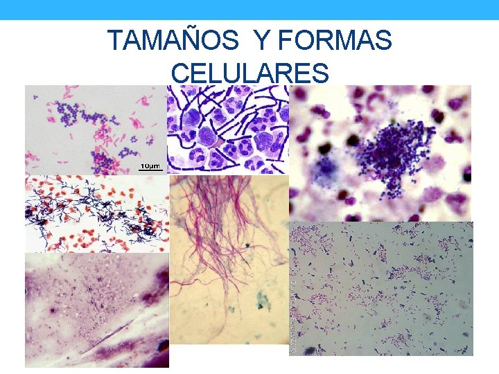 TAMAÑOS Y FORMAS CELULARES 