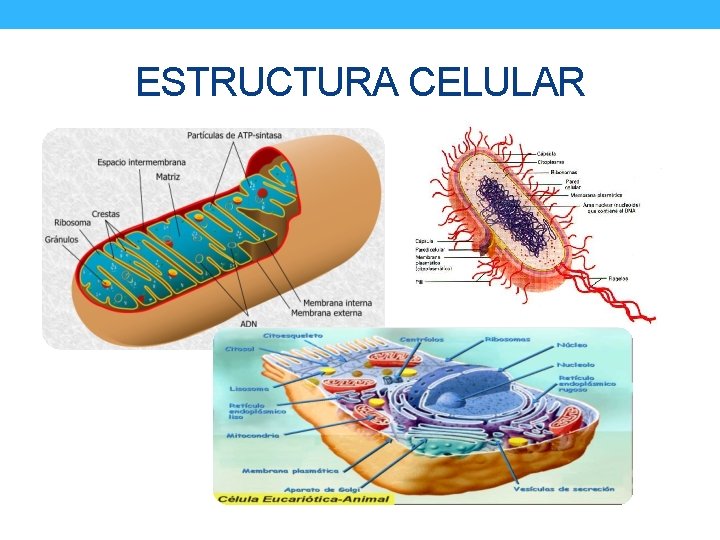 ESTRUCTURA CELULAR 