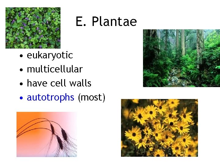 E. Plantae • • eukaryotic multicellular have cell walls autotrophs (most) 