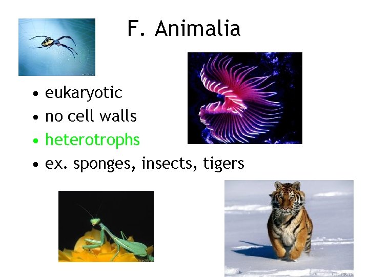 F. Animalia • • eukaryotic no cell walls heterotrophs ex. sponges, insects, tigers 