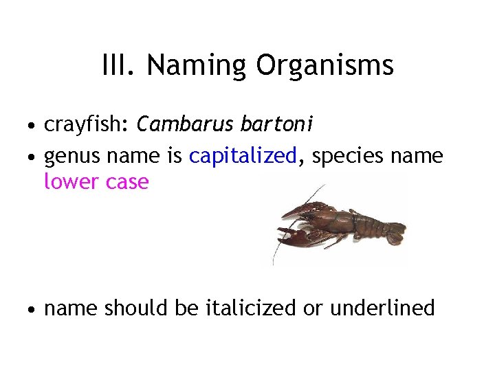 III. Naming Organisms • crayfish: Cambarus bartoni • genus name is capitalized, species name