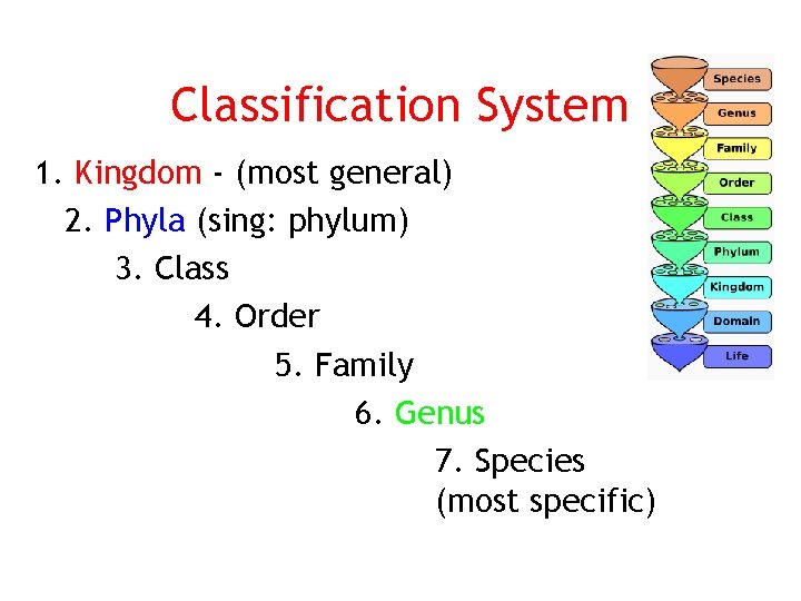 Classification System 1. Kingdom - (most general) 2. Phyla (sing: phylum) 3. Class 4.