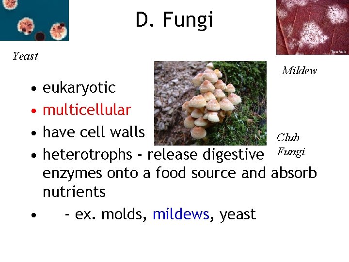 D. Fungi Yeast Mildew • • eukaryotic multicellular have cell walls Club heterotrophs -