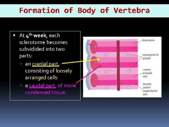 Formation of Body of Vertebra At 4 th week, each e sclerotome becomes subvidided