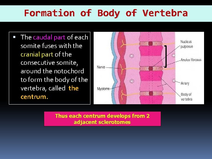 Formation of Body of Vertebra The caudal part of each somite fuses with the