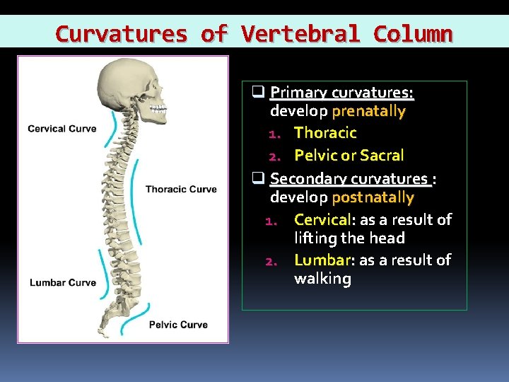 Curvatures of Vertebral Column q Primary curvatures: develop prenatally 1. Thoracic 2. Pelvic or