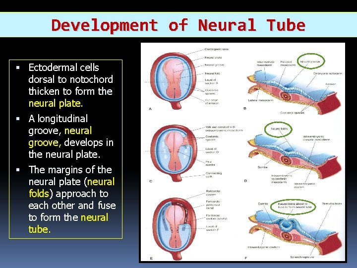 Development of Neural Tube Ectodermal cells dorsal to notochord thicken to form the neural