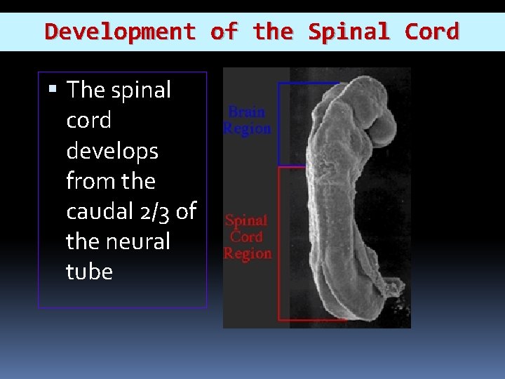 Development of the Spinal Cord The spinal cord develops from the caudal 2/3 of