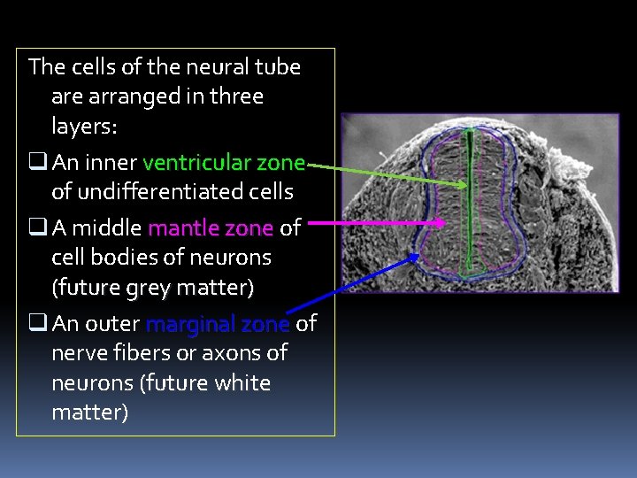 The cells of the neural tube arranged in three layers: q An inner ventricular