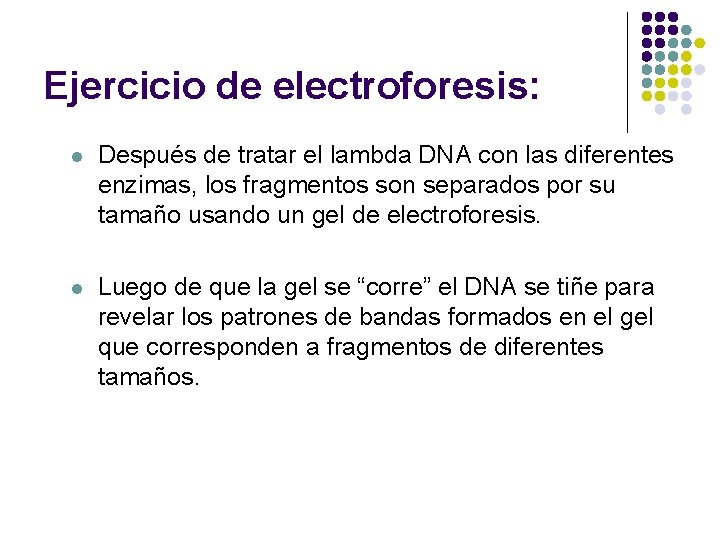 Ejercicio de electroforesis: l Después de tratar el lambda DNA con las diferentes enzimas,