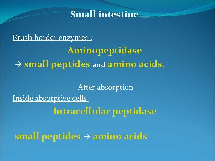 Small intestine Brush border enzymes : Aminopeptidase small peptides and amino acids. After absorption