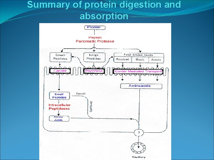 Summary of protein digestion and absorption 