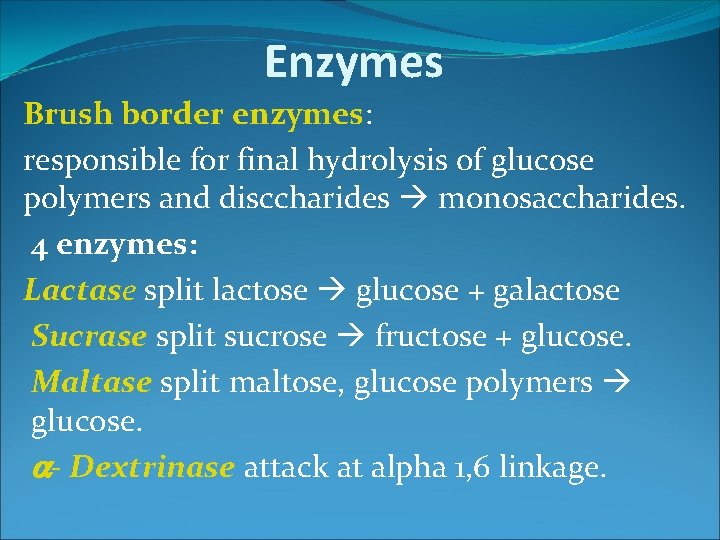 Enzymes Brush border enzymes: responsible for final hydrolysis of glucose polymers and disccharides monosaccharides.