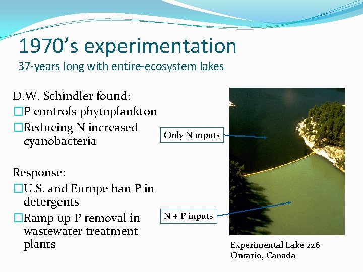 1970’s experimentation 37 -years long with entire-ecosystem lakes D. W. Schindler found: �P controls