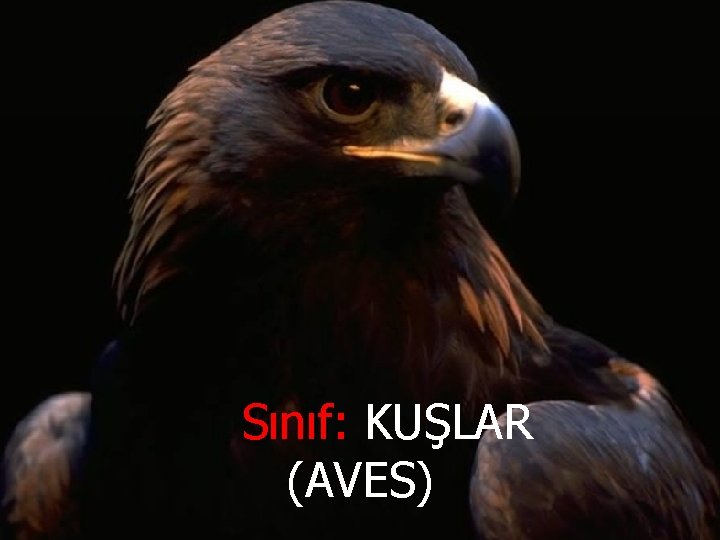Sınıf: KUŞLAR (AVES) 