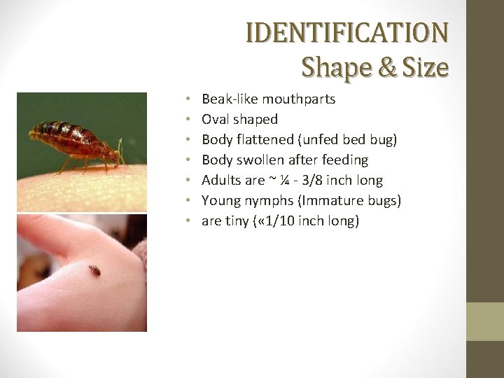 IDENTIFICATION Shape & Size • • Beak-like mouthparts Oval shaped Body flattened (unfed bug)