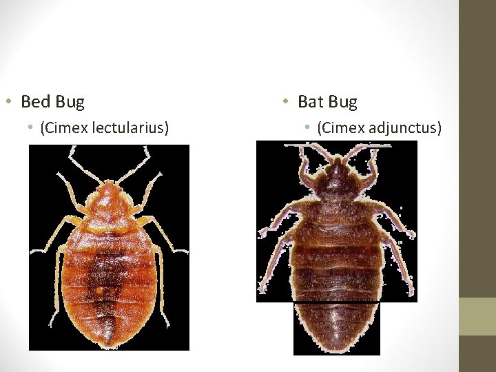  • Bed Bug • (Cimex lectularius) • Bat Bug • (Cimex adjunctus) 
