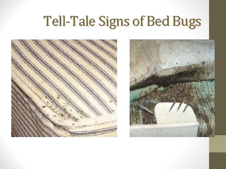 Tell-Tale Signs of Bed Bugs 