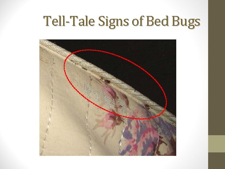 Tell-Tale Signs of Bed Bugs 