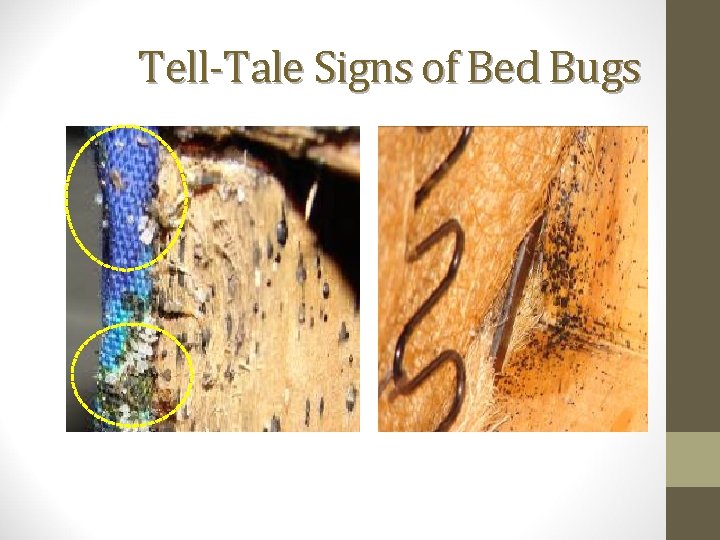 Tell-Tale Signs of Bed Bugs 