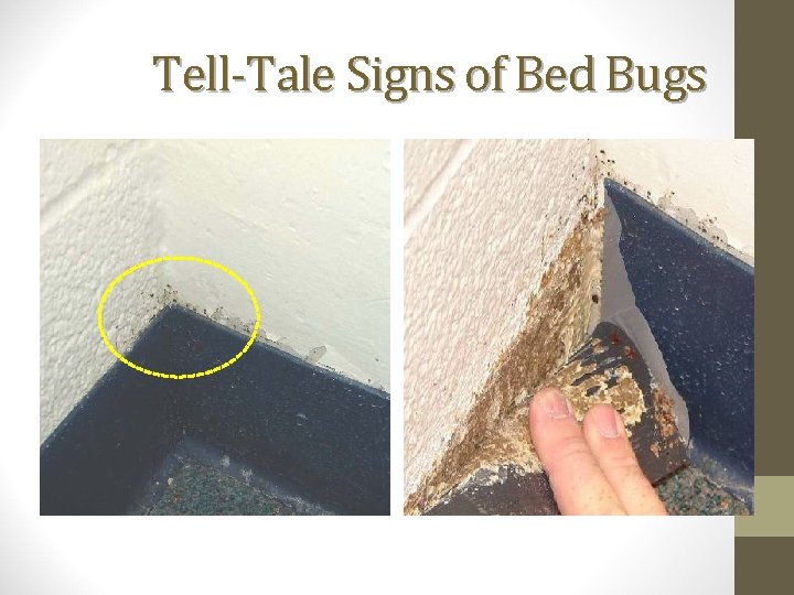 Tell-Tale Signs of Bed Bugs 