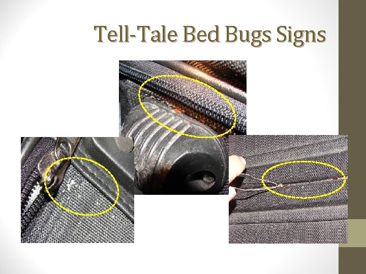 Tell-Tale Bed Bugs Signs 