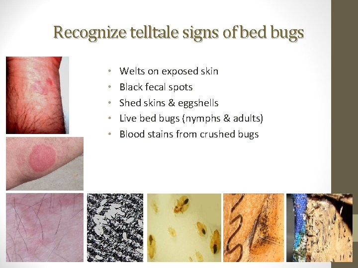 Recognize telltale signs of bed bugs • • • Welts on exposed skin Black