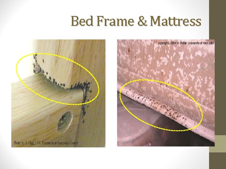 Bed Frame & Mattress 