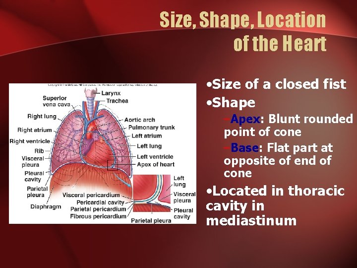 The Circulatory System The Heart Blood Vessels Blood