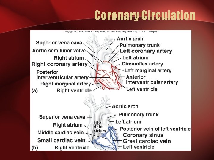 Coronary Circulation 