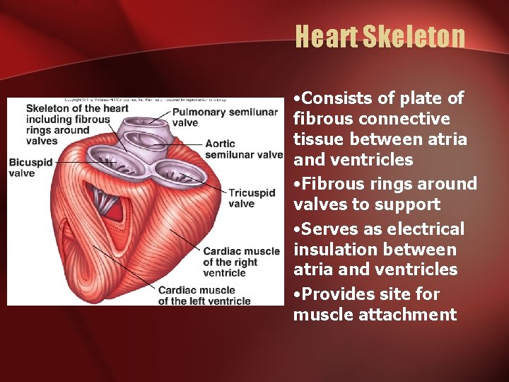 Heart Skeleton • Consists of plate of fibrous connective tissue between atria and ventricles