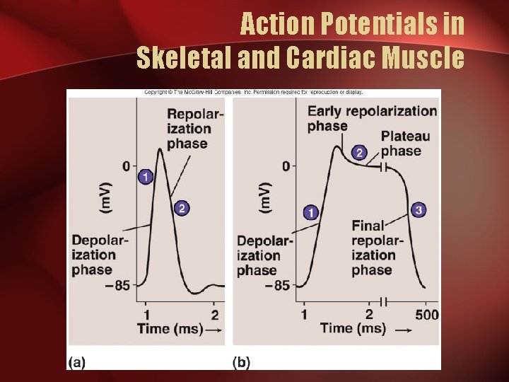 Action Potentials in Skeletal and Cardiac Muscle 