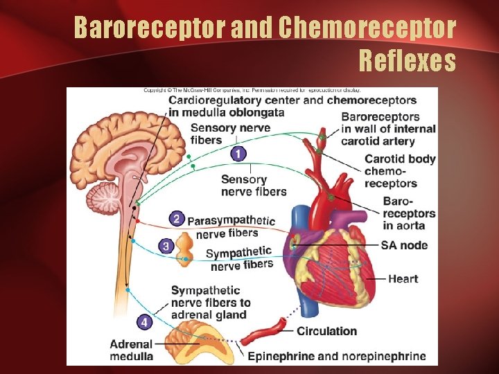 Baroreceptor and Chemoreceptor Reflexes 