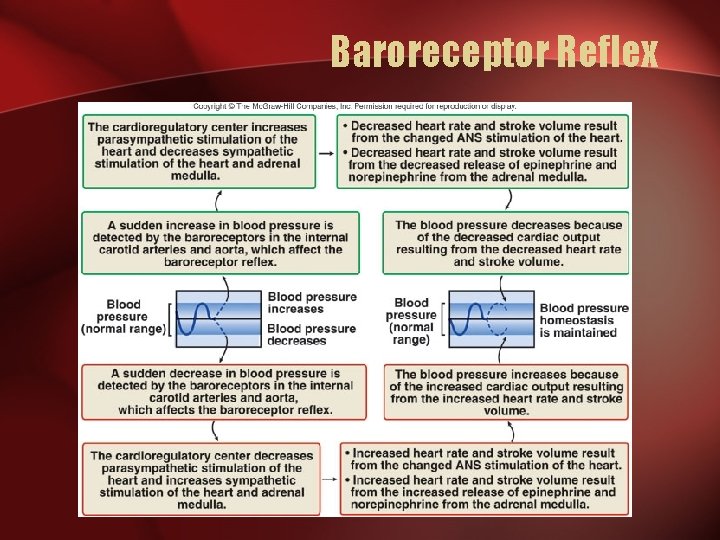 Baroreceptor Reflex 