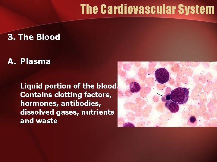 The Cardiovascular System 3. The Blood A. Plasma Liquid portion of the blood. Contains