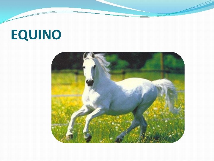 EQUINO 