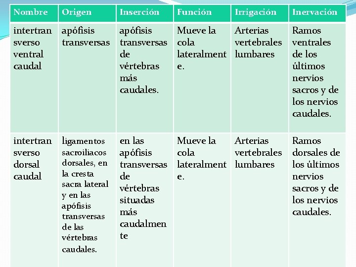 Nombre Origen Inserción intertran sverso ventral caudal apófisis transversas de vértebras más caudales. Mueve